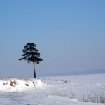 Одинокая сосна на берегу