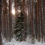 Ель среди сосен