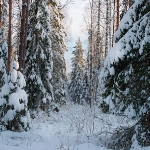 СуСанинские зарисовки