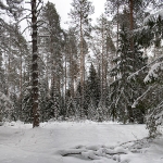 Заволжские леса