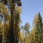 В лесу