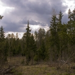 Перед бурей