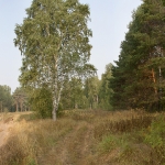 Прибрежный лес